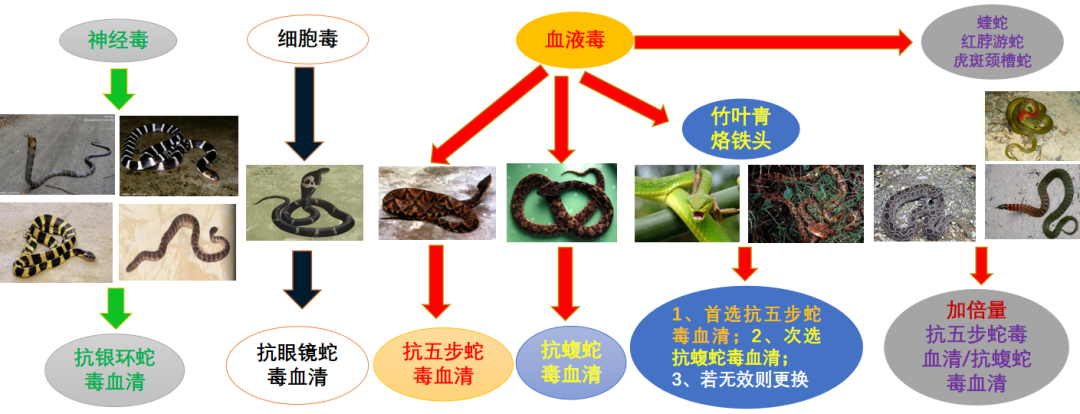 常見毒蛇與對應(yīng)血清