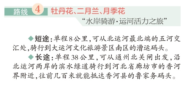 四條“賞花+”特色路線游遍副中心