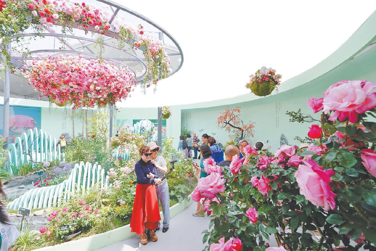 游客在月季景觀前拍照。