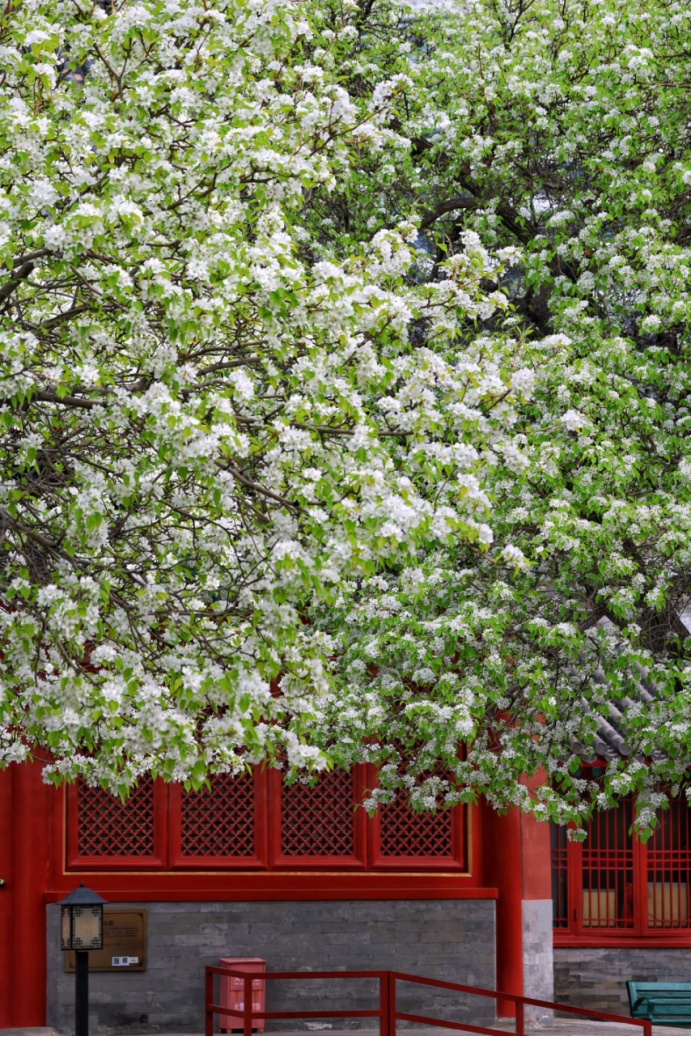 門(mén)票每日限量！北京賞梨花“天花板”，記得提前預(yù)約——