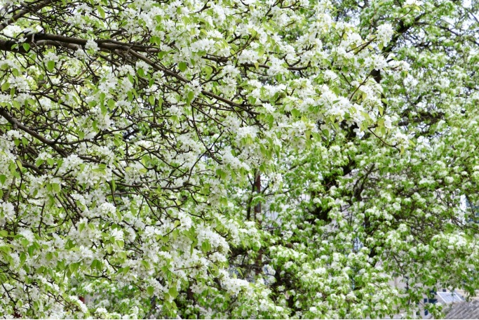 門(mén)票每日限量！北京賞梨花“天花板”，記得提前預(yù)約——