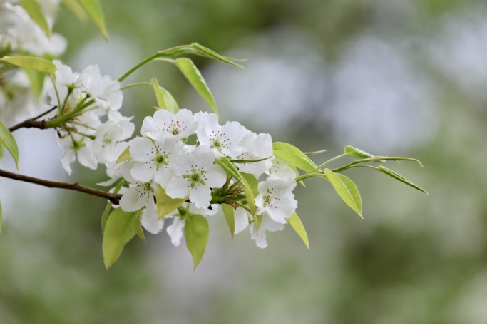 門(mén)票每日限量！北京賞梨花“天花板”，記得提前預(yù)約——
