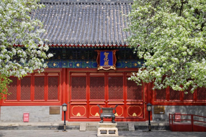 門(mén)票每日限量！北京賞梨花“天花板”，記得提前預(yù)約——