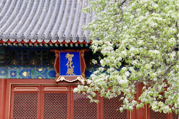 門(mén)票每日限量！北京賞梨花“天花板”，記得提前預(yù)約——