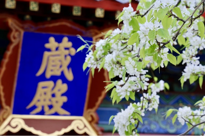 門(mén)票每日限量！北京賞梨花“天花板”，記得提前預(yù)約——