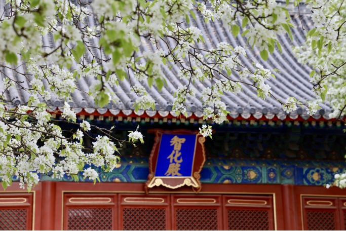 門(mén)票每日限量！北京賞梨花“天花板”，記得提前預(yù)約——