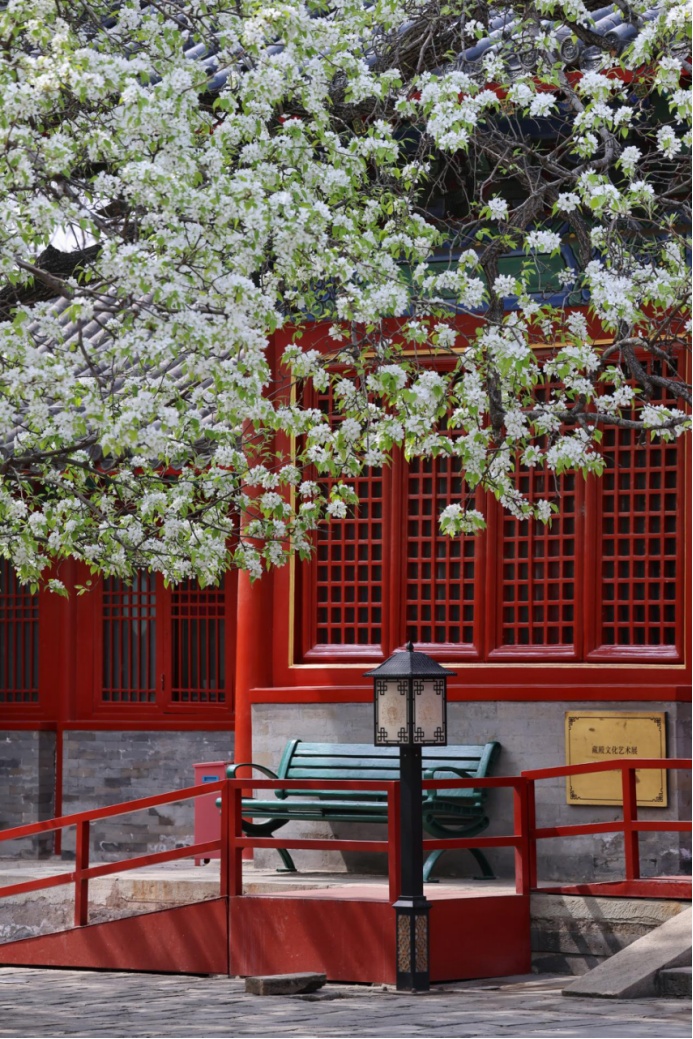 門(mén)票每日限量！北京賞梨花“天花板”，記得提前預(yù)約——
