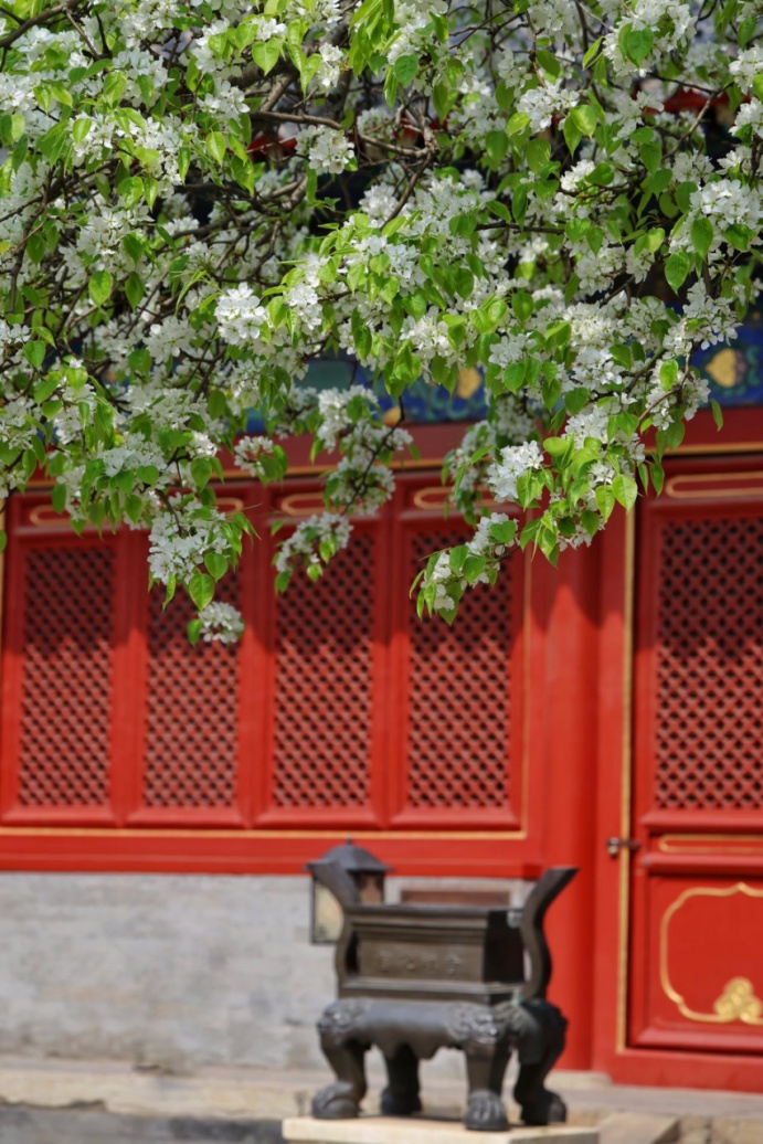 門(mén)票每日限量！北京賞梨花“天花板”，記得提前預(yù)約——