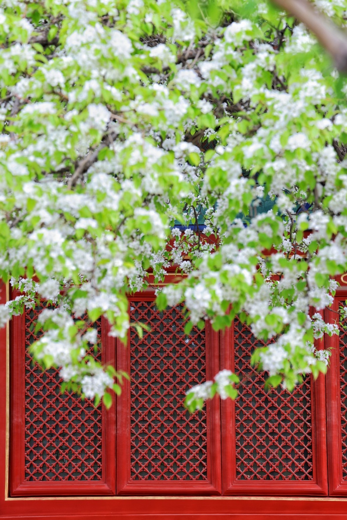 門(mén)票每日限量！北京賞梨花“天花板”，記得提前預(yù)約——