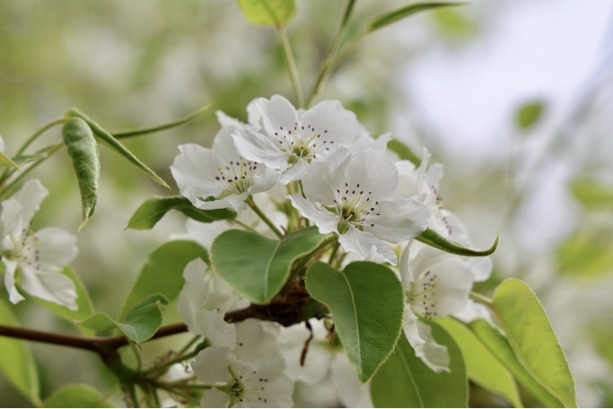 門(mén)票每日限量！北京賞梨花“天花板”，記得提前預(yù)約——