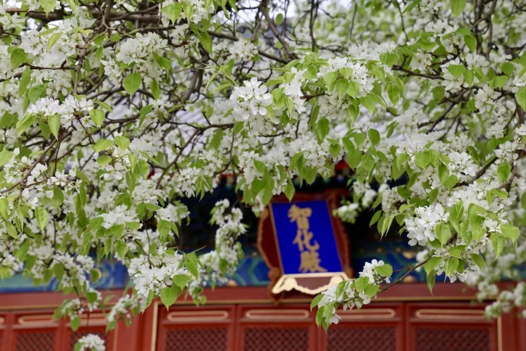 門(mén)票每日限量！北京賞梨花“天花板”，記得提前預(yù)約——