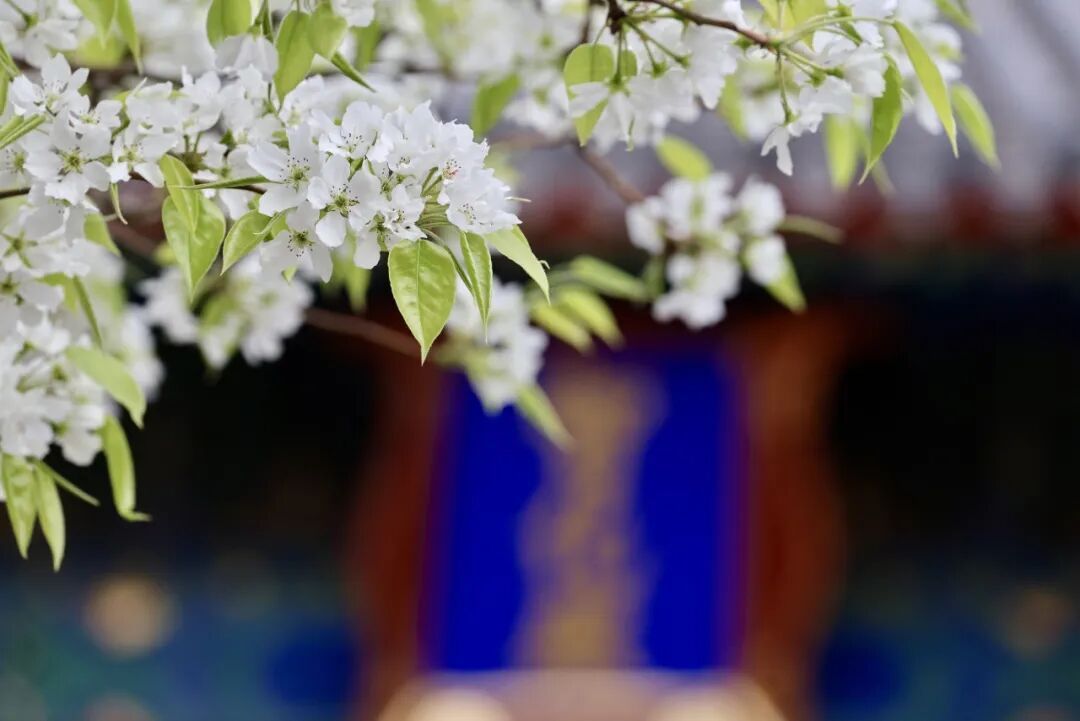門(mén)票每日限量！北京賞梨花“天花板”，記得提前預(yù)約——