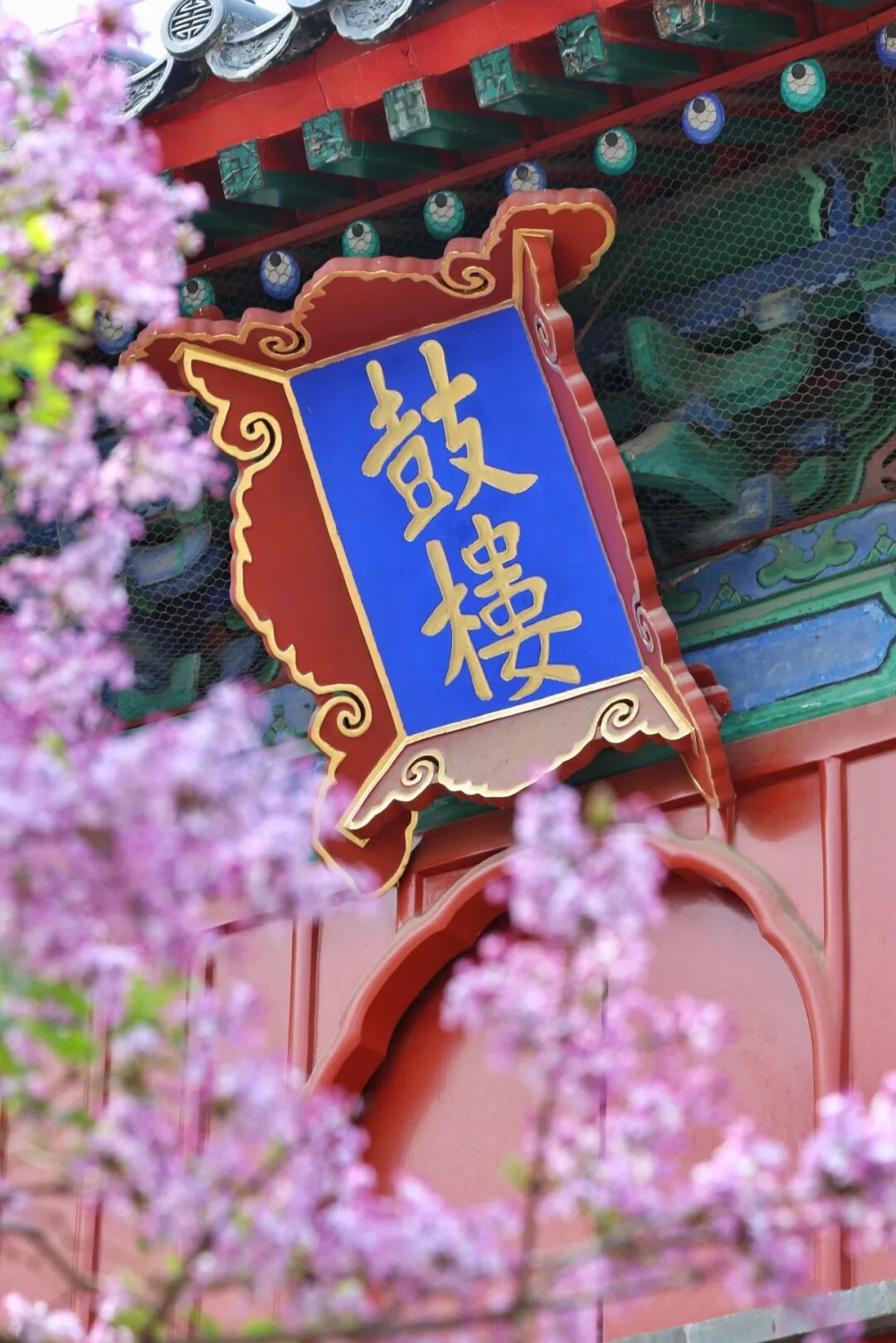 門(mén)票每日限量！北京賞梨花“天花板”，記得提前預(yù)約——