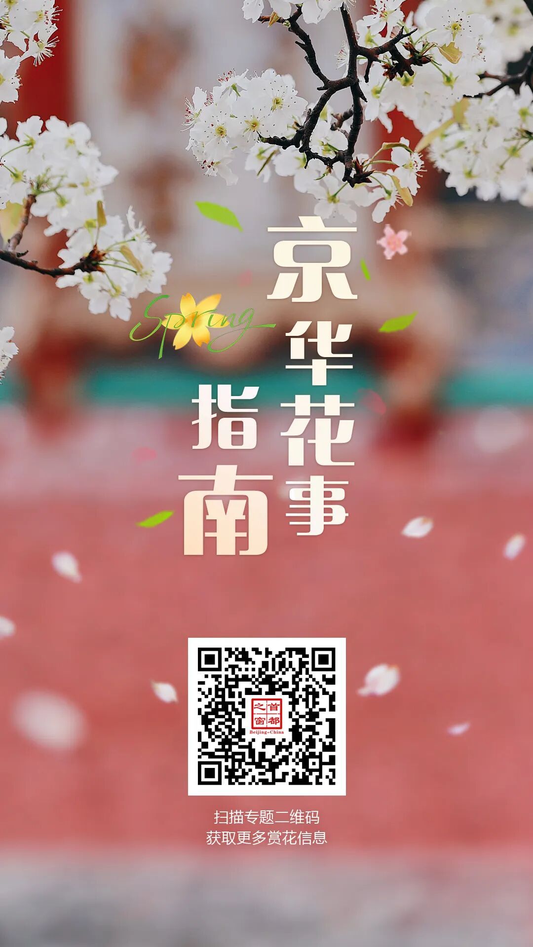 門(mén)票每日限量！北京賞梨花“天花板”，記得提前預(yù)約——