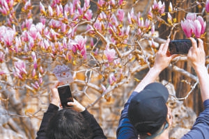 二喬玉蘭進(jìn)入最佳觀賞期，吸引很多游客拍照。