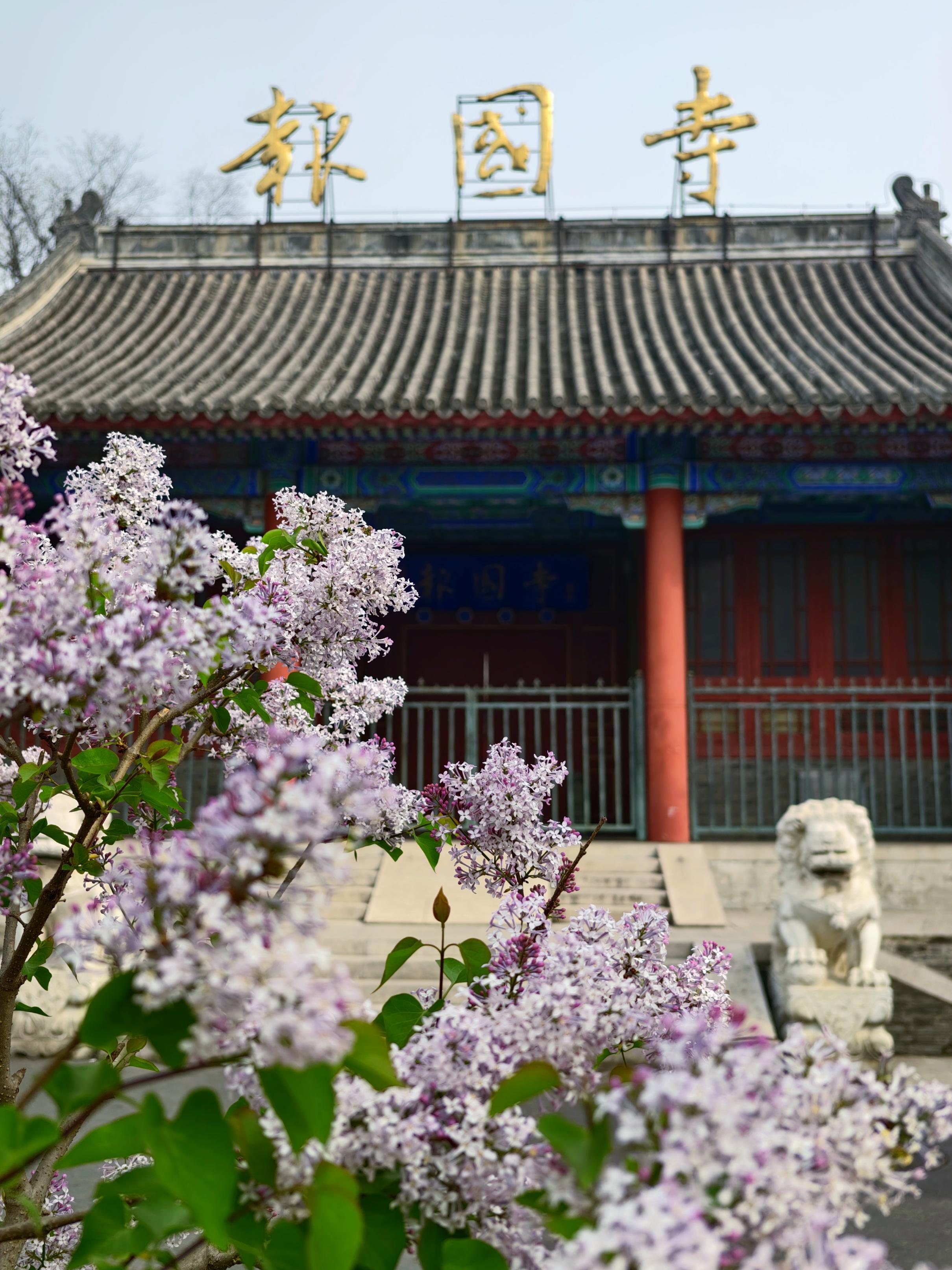 護(hù)國(guó)寺古剎已繁花成云！千年時(shí)光在花影里緩緩流淌