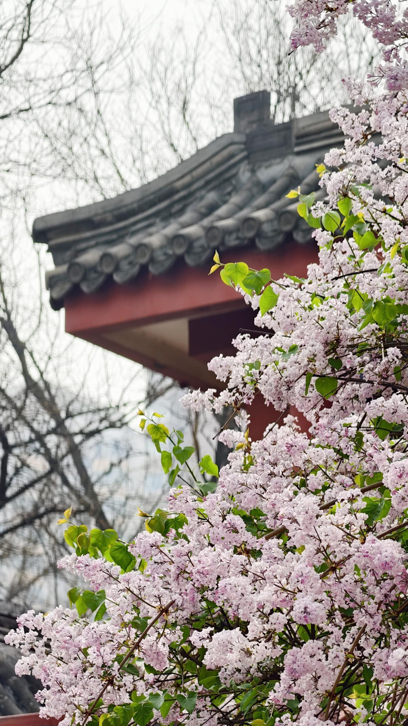 護(hù)國(guó)寺古剎已繁花成云！千年時(shí)光在花影里緩緩流淌