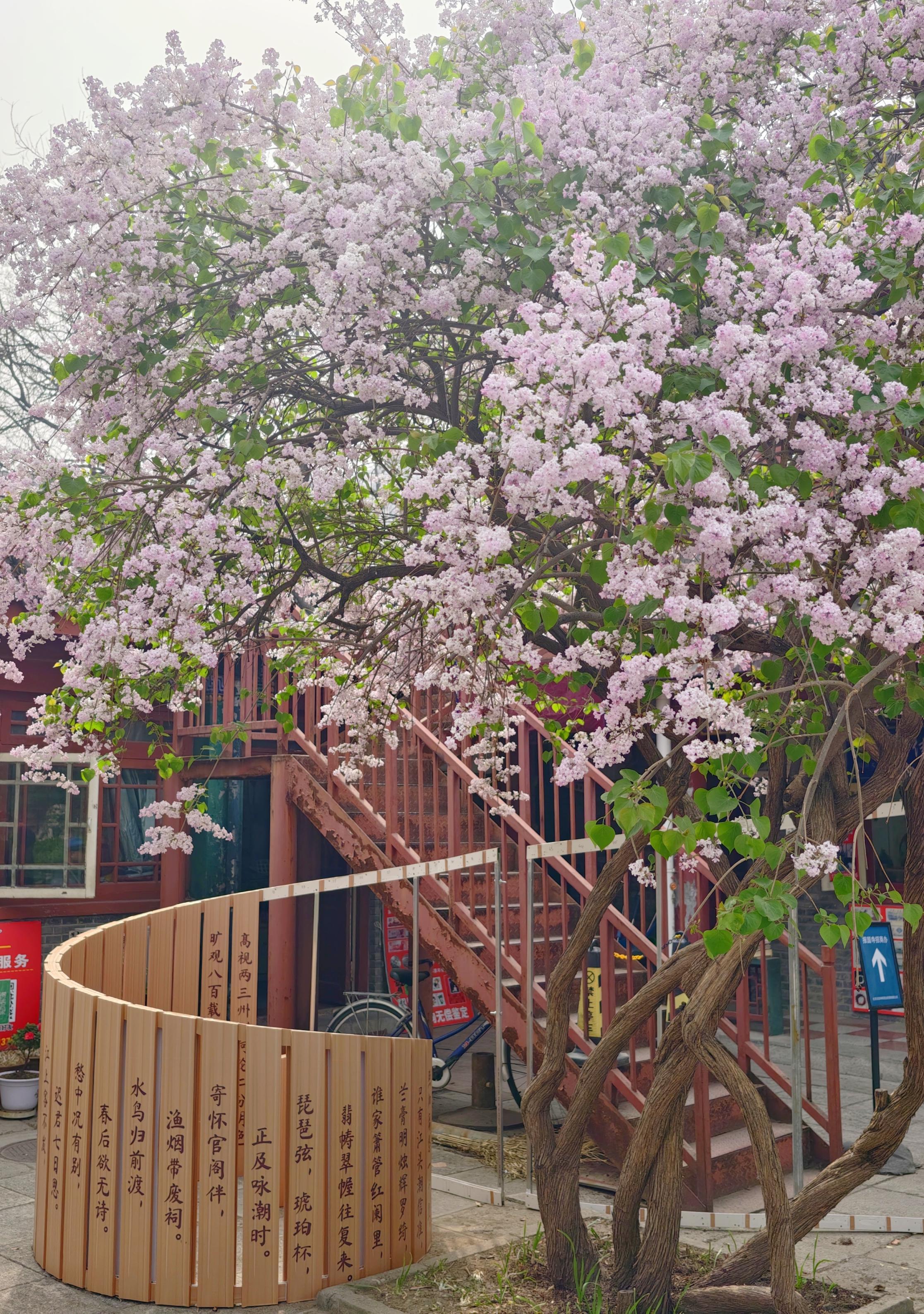 護(hù)國(guó)寺古剎已繁花成云！千年時(shí)光在花影里緩緩流淌