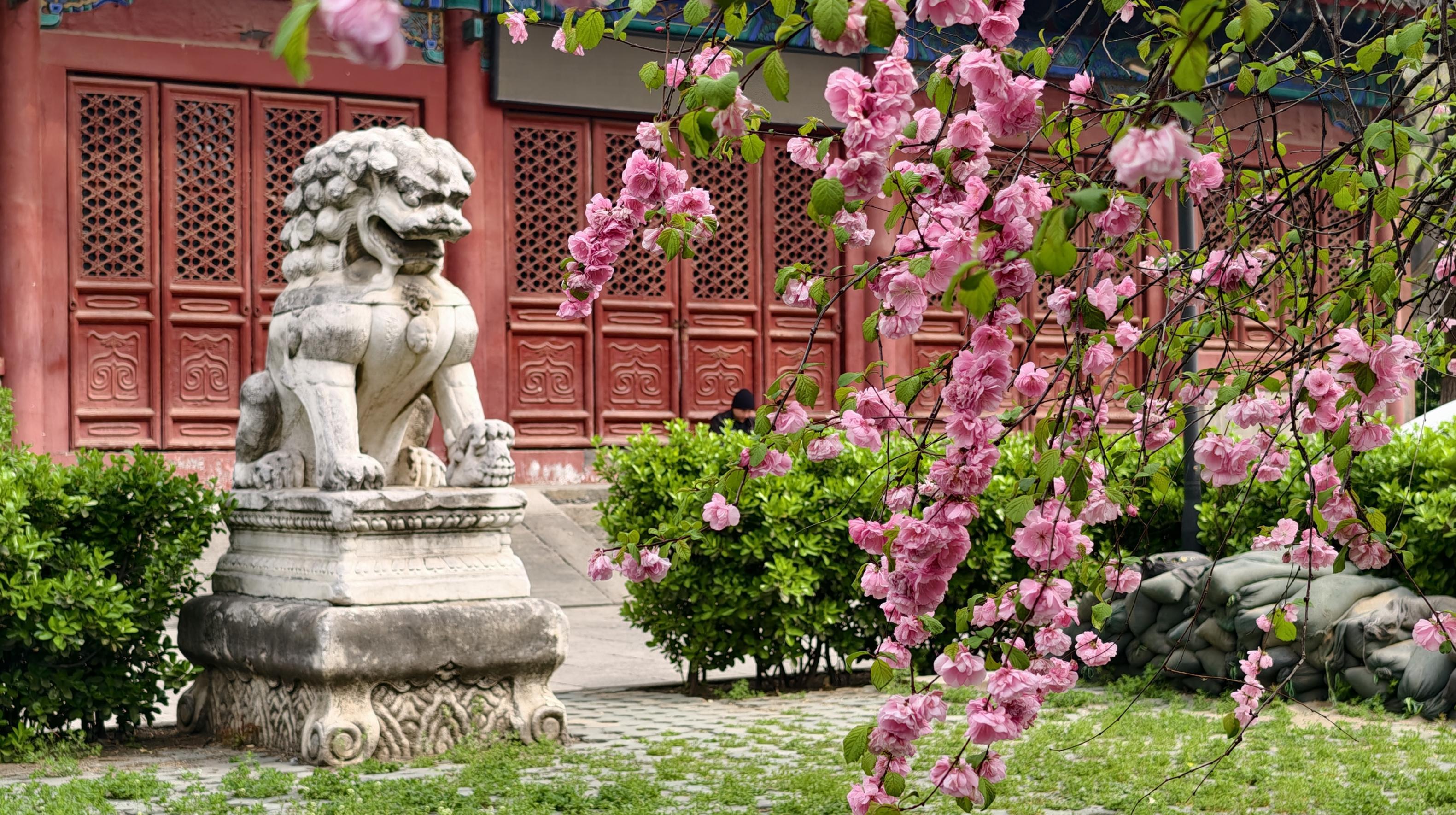 護(hù)國(guó)寺古剎已繁花成云！千年時(shí)光在花影里緩緩流淌