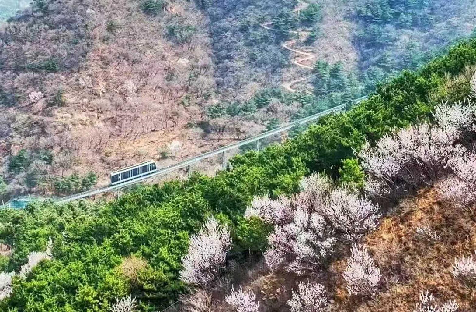 八達(dá)嶺山花爛漫！南四樓至南七樓正值最佳觀賞期