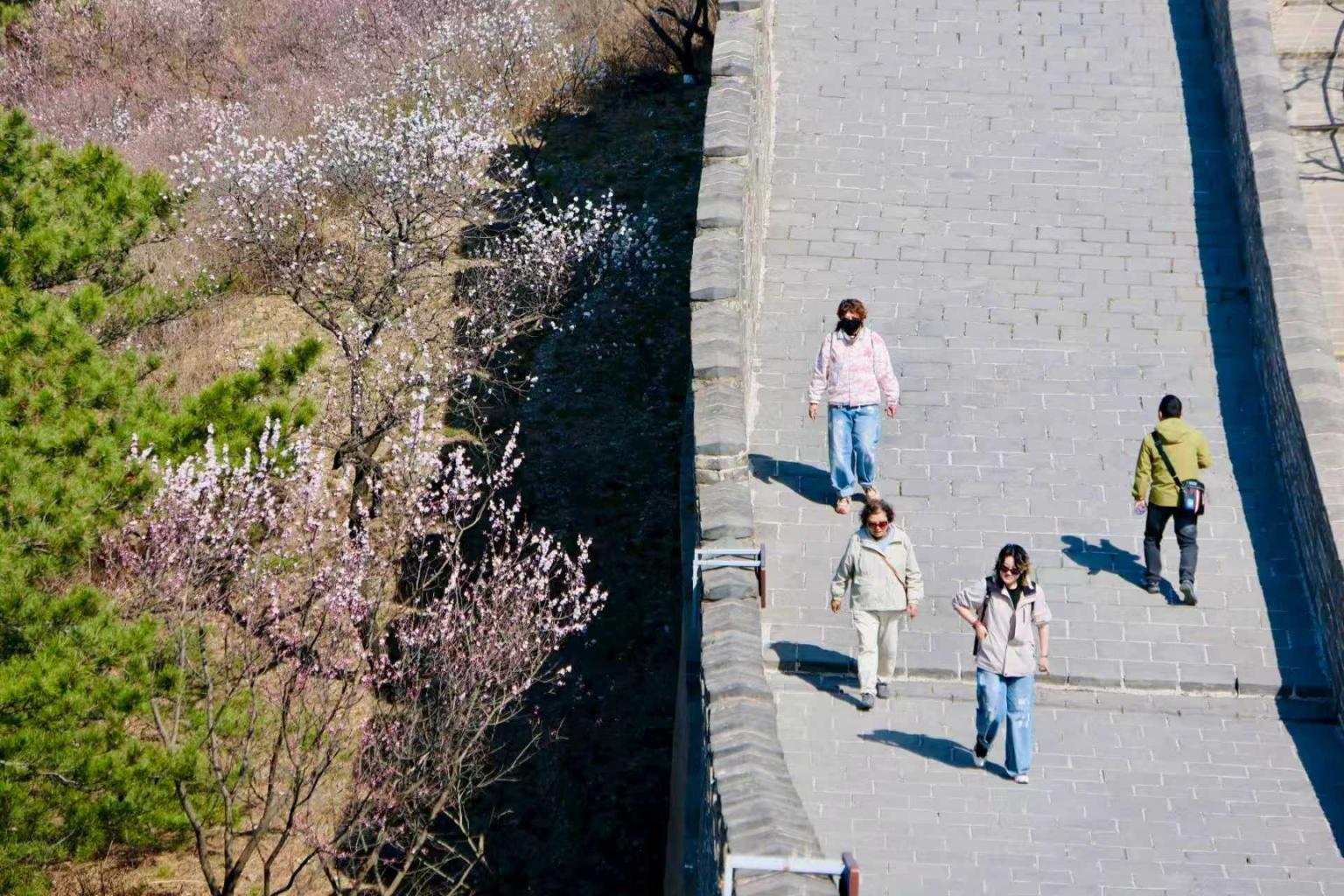 八達(dá)嶺山花爛漫！南四樓至南七樓正值最佳觀賞期