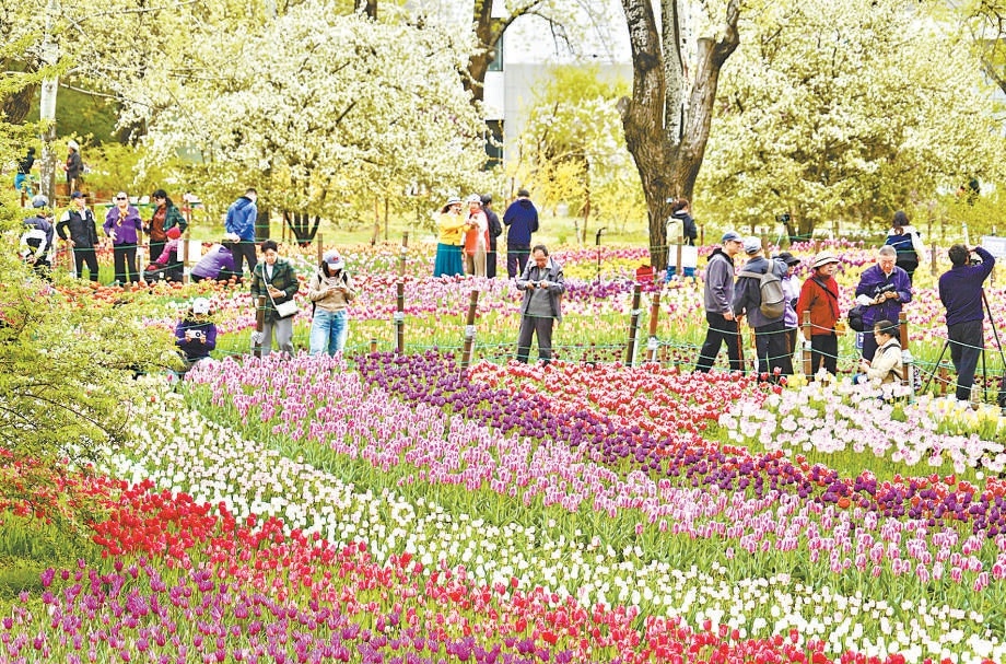 國(guó)家植物園8000平方米郁金香花海進(jìn)入最佳觀賞期。