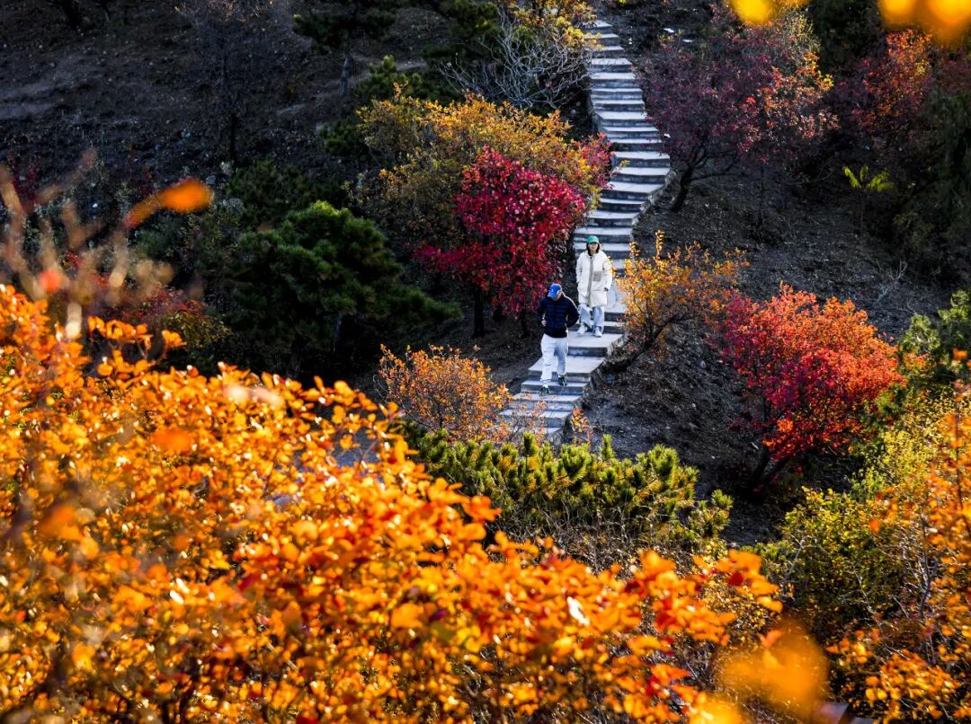 初秋→深秋，昌平這7條賞秋線路必沖