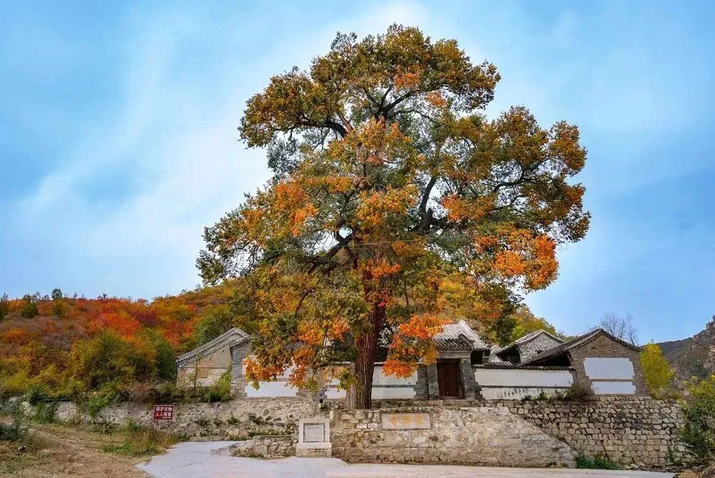 初秋→深秋，昌平這7條賞秋線路必沖
