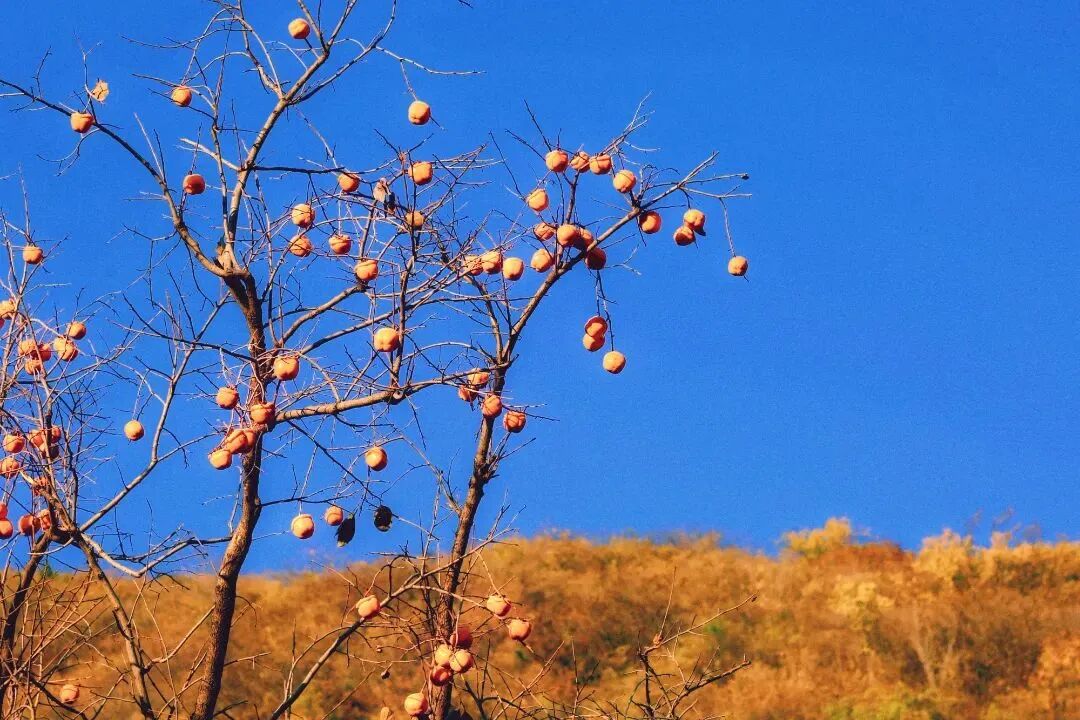 初秋→深秋，昌平這7條賞秋線路必沖