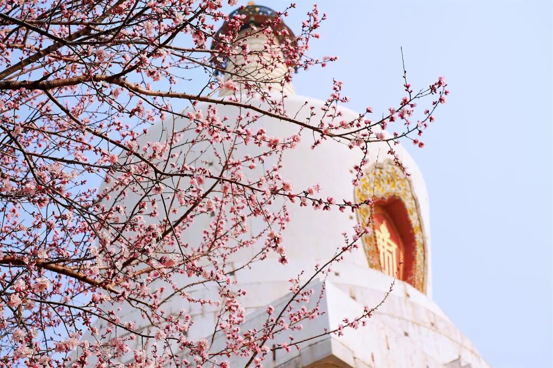 北京公園的花開了！6條路線 景好人少