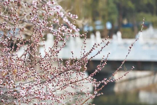 北京公園的花開了！6條路線 景好人少