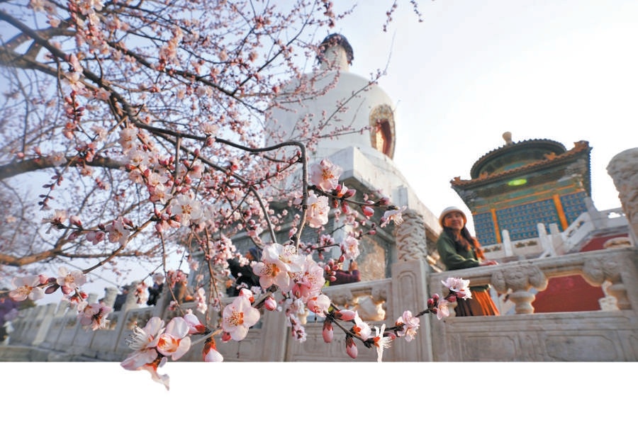 北海公園瓊?cè)A島的山桃與白塔形成經(jīng)典畫(huà)卷。