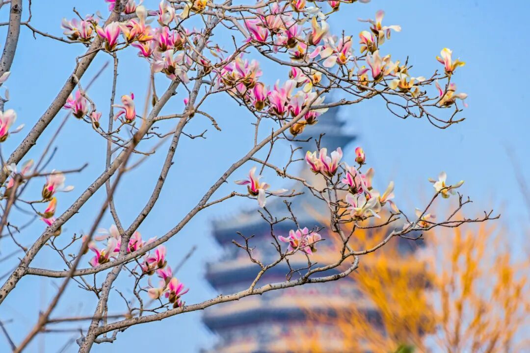 通州“運(yùn)河大集”推出12條新線路，清明踏青正當(dāng)時(shí)~