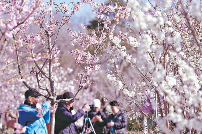 玉淵潭公園櫻花綻放，市民游客沉浸式打卡賞花。