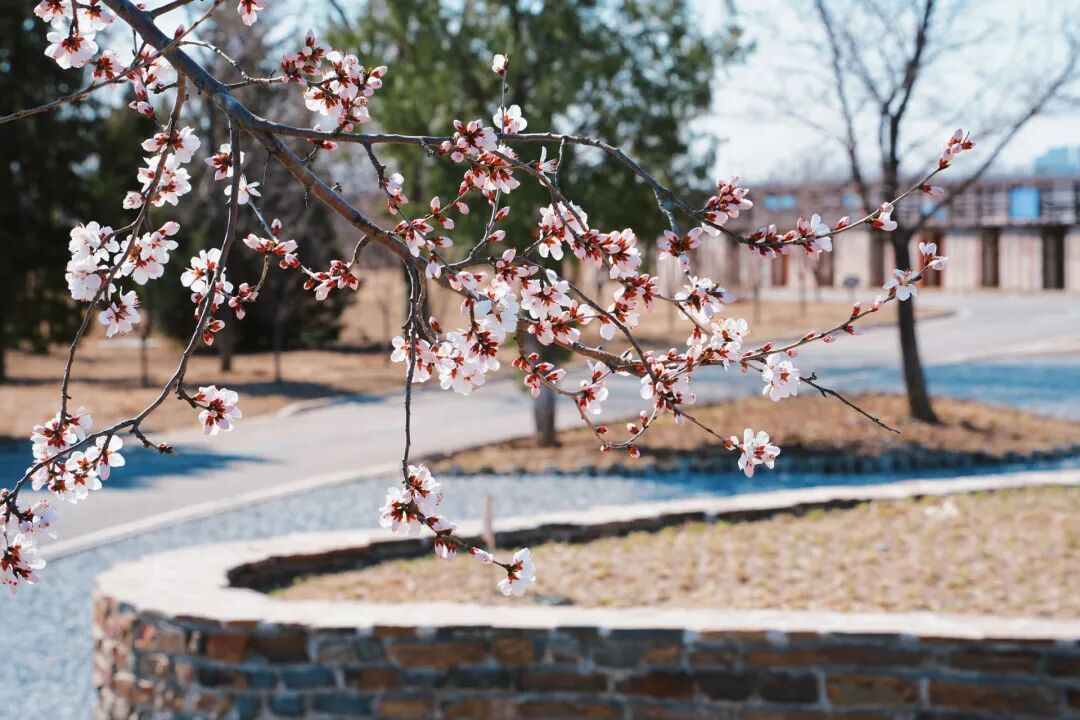 4月1日，永定河中堤恢復(fù)開(kāi)放！