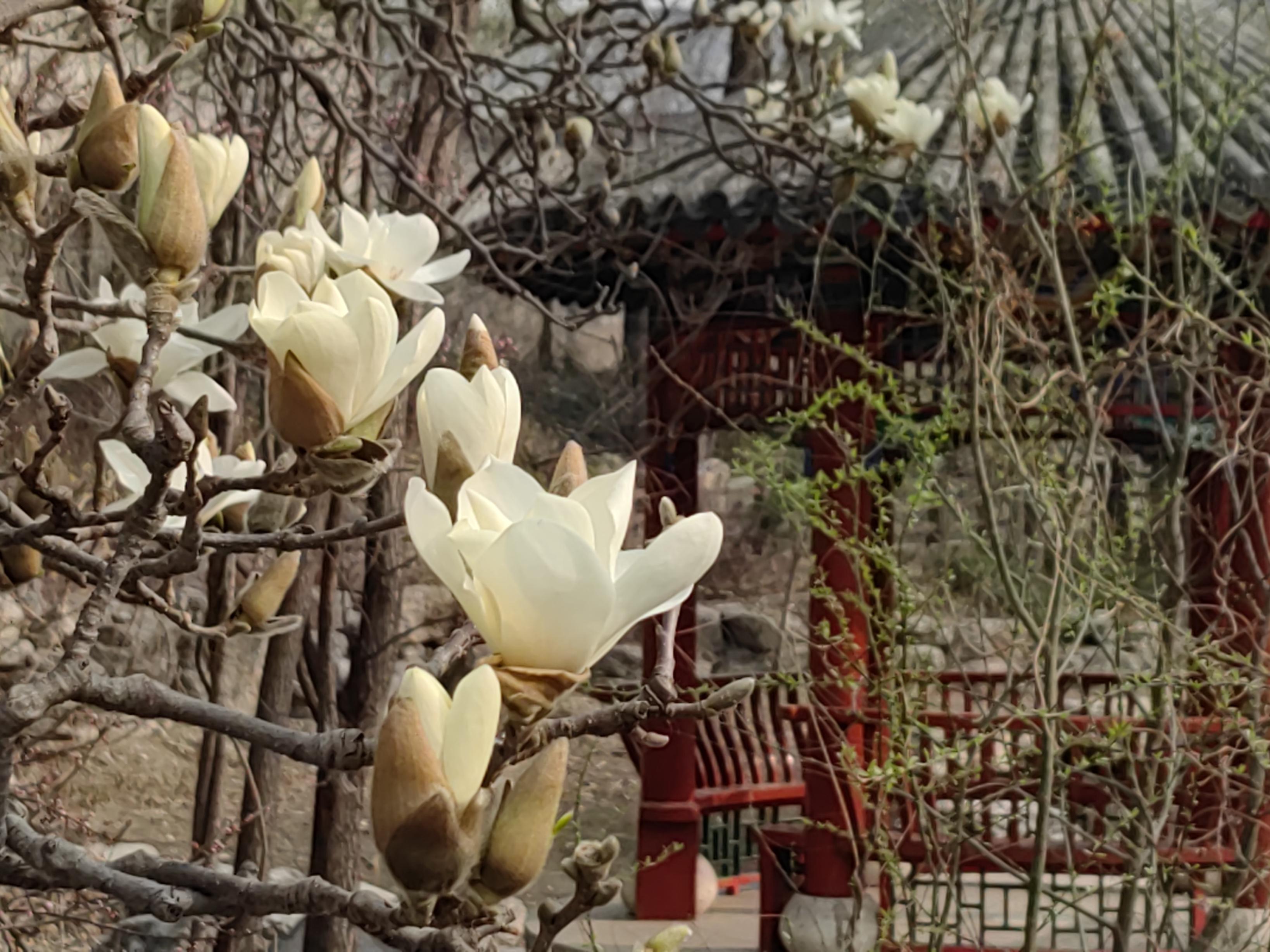 八大處公園杏花開，多種春花迎來最佳觀賞期
