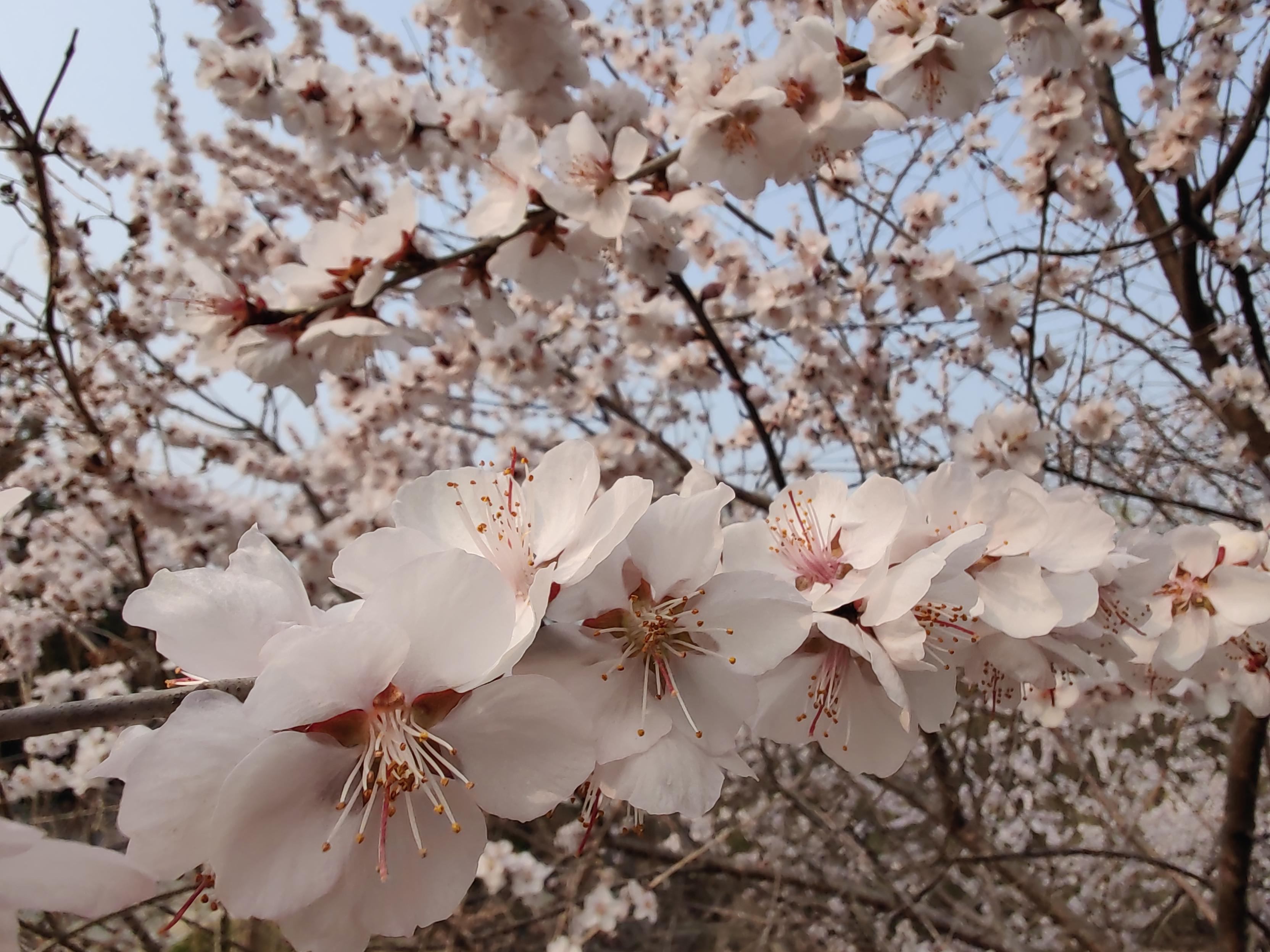 八大處公園杏花開，多種春花迎來最佳觀賞期