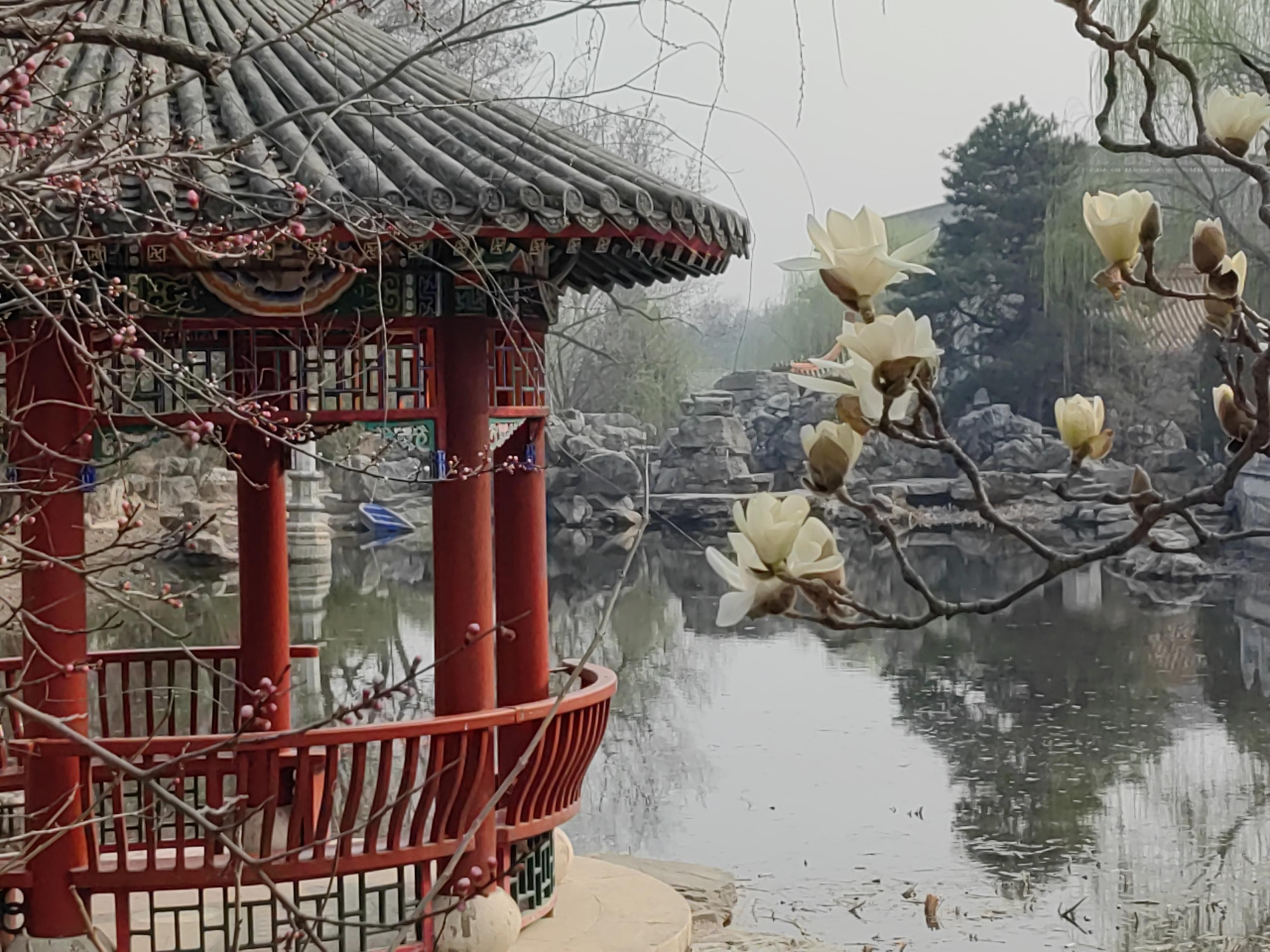 八大處公園杏花開，多種春花迎來最佳觀賞期