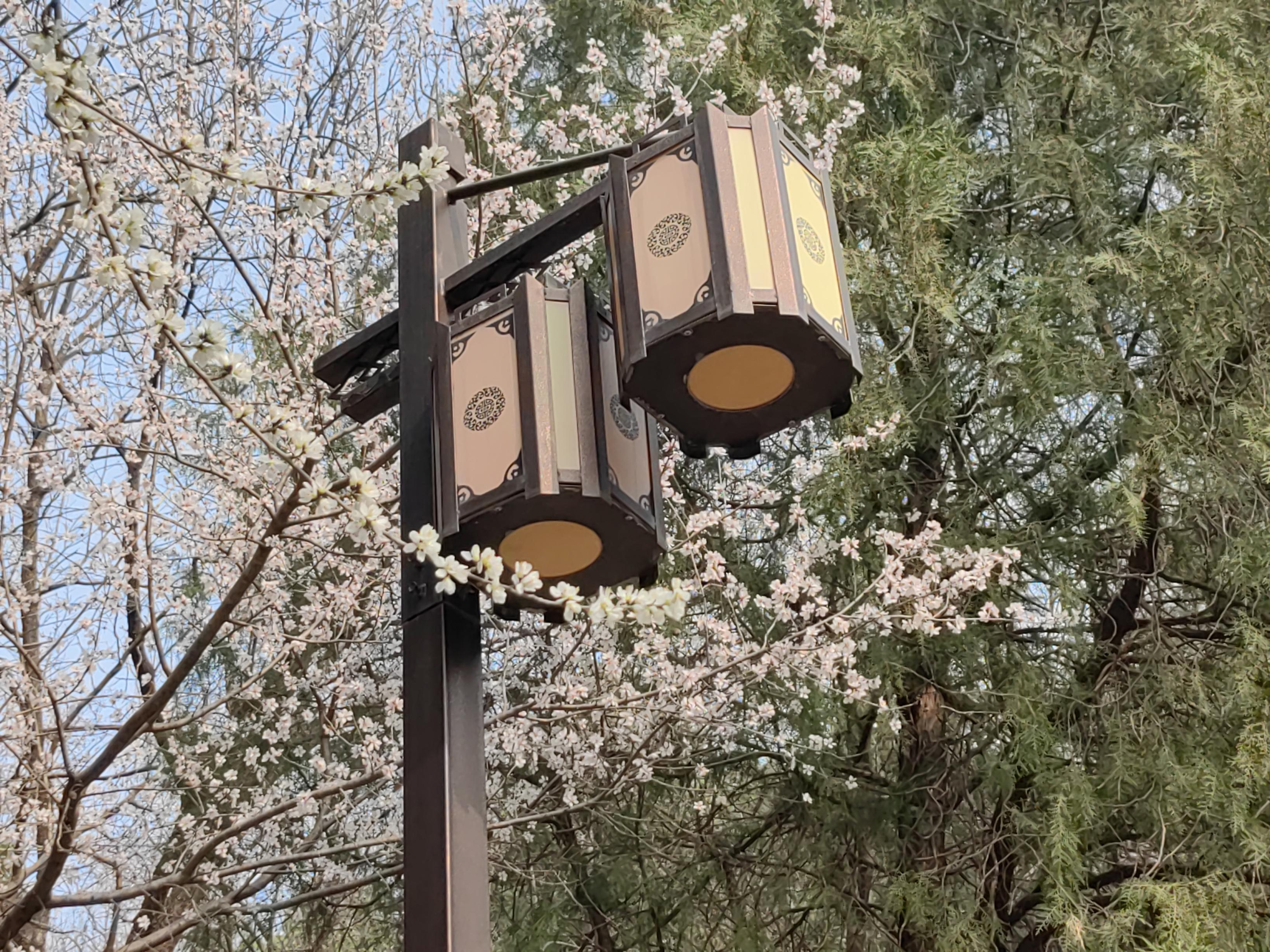 八大處公園杏花開，多種春花迎來最佳觀賞期