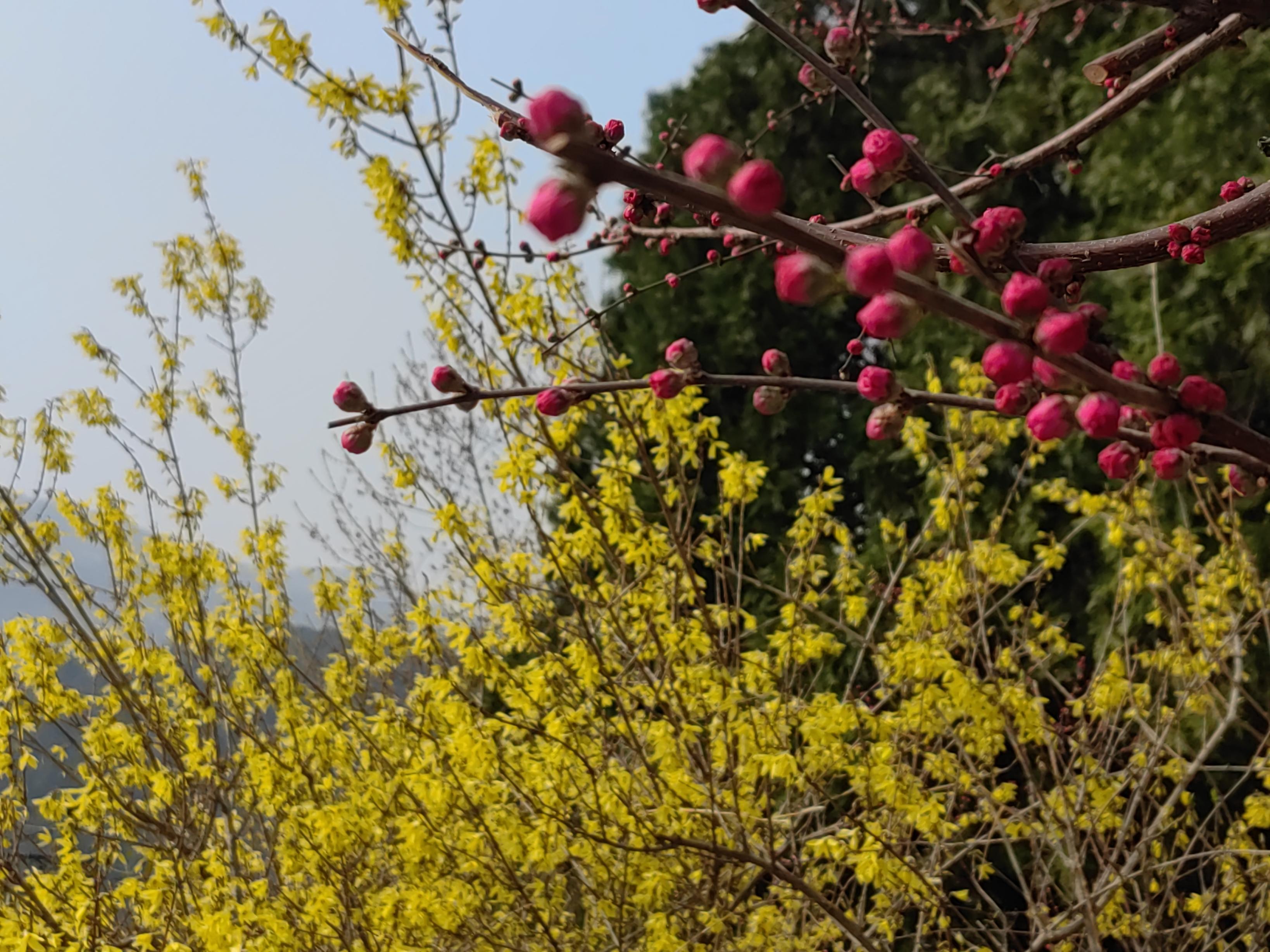 八大處公園杏花開，多種春花迎來最佳觀賞期
