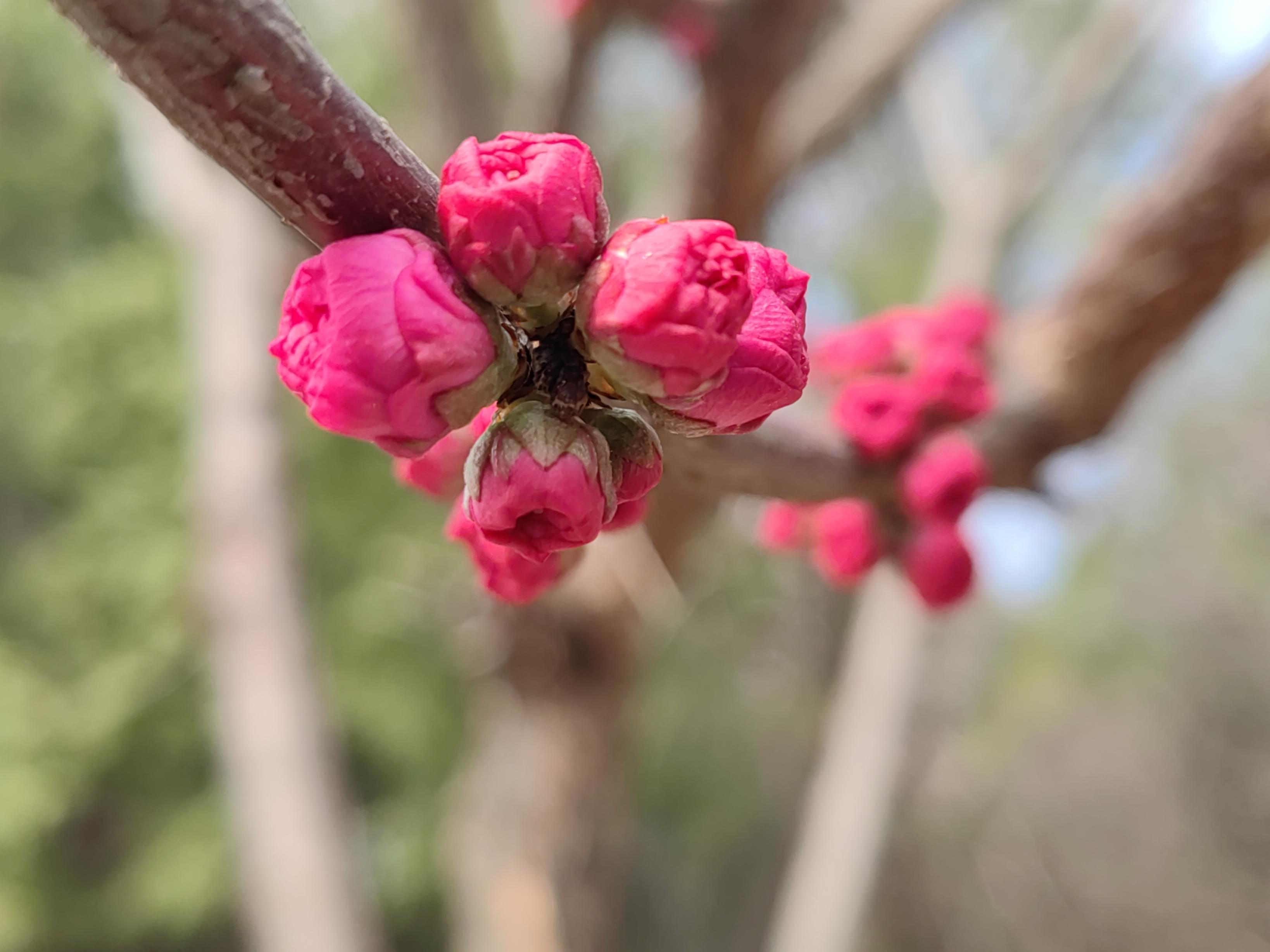 八大處公園杏花開，多種春花迎來最佳觀賞期