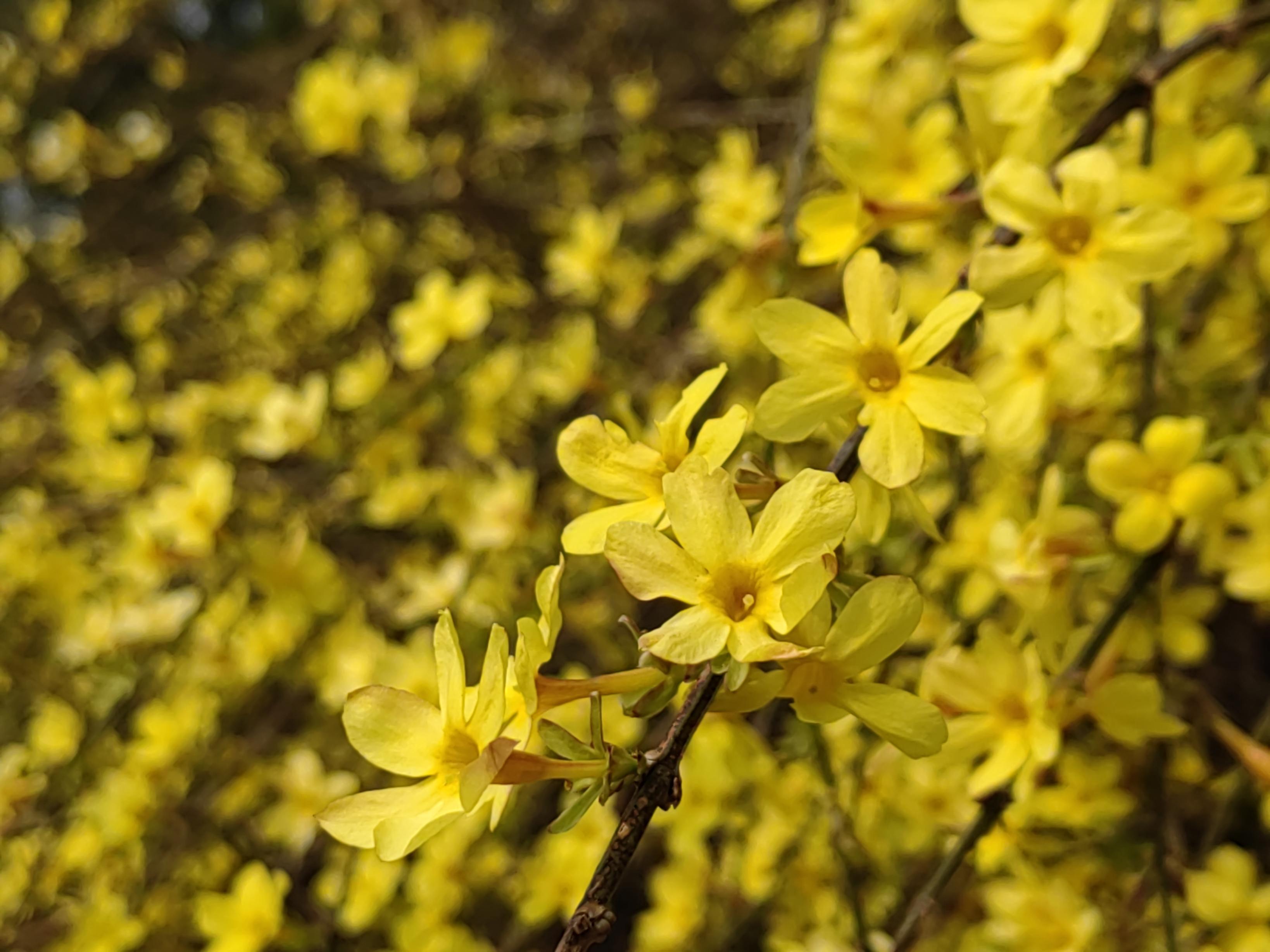 八大處公園杏花開，多種春花迎來最佳觀賞期