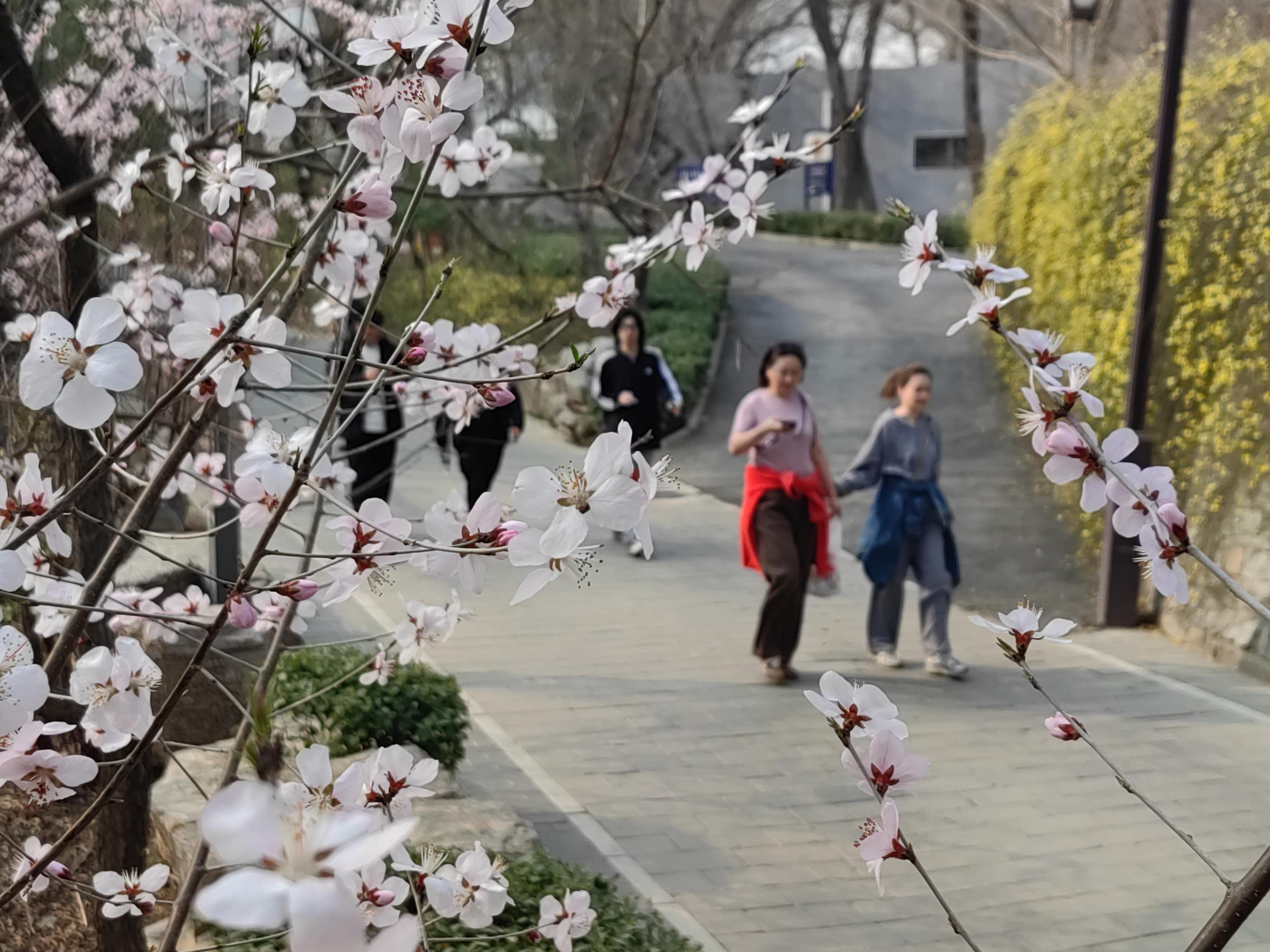 八大處公園杏花開，多種春花迎來最佳觀賞期