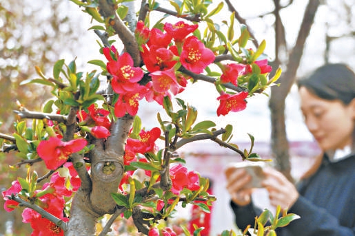 綻放的海棠花吸引游客欣賞、拍攝。