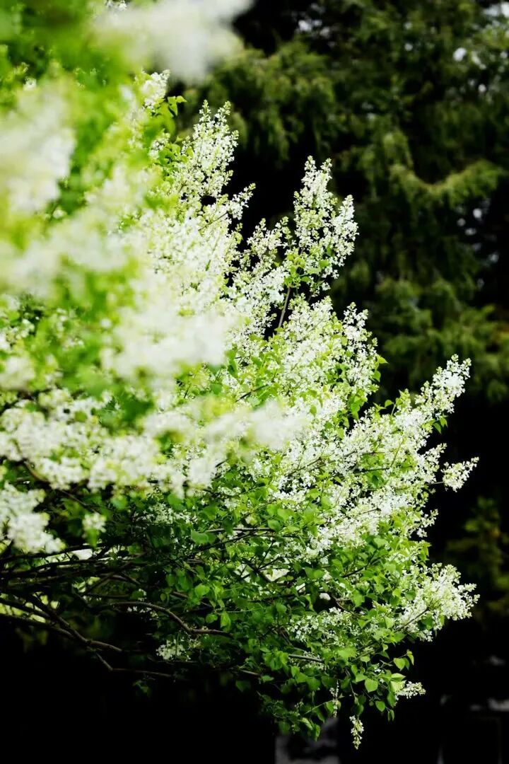 北京推出15條“最美園路”！點擊收藏——