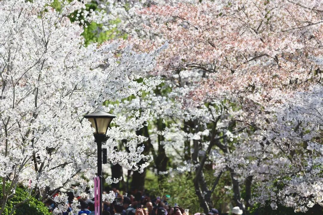 北京推出15條“最美園路”！點擊收藏——