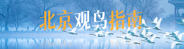 北京觀鳥(niǎo)指南-SEO