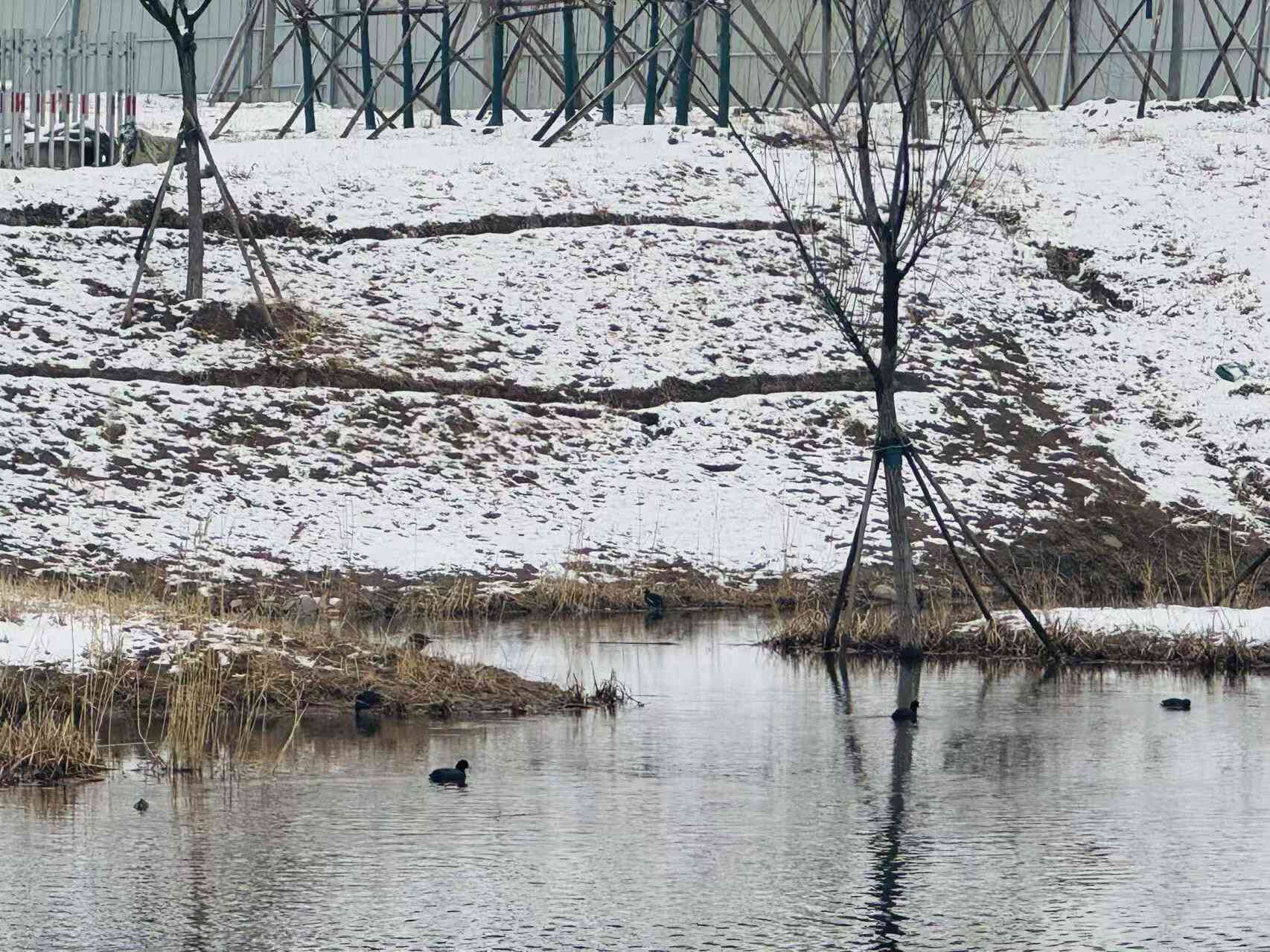 全齡樂活 觀鳥尋趣！昌平這兩個公園成為打卡新地標(biāo)