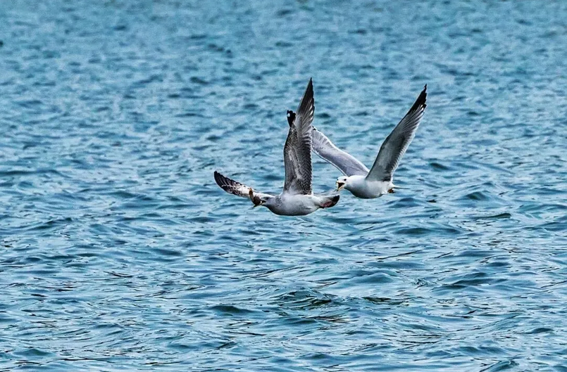 春日觀鳥(niǎo)系列｜赴一場(chǎng)永定河畔的“銀鷗”春日芭蕾