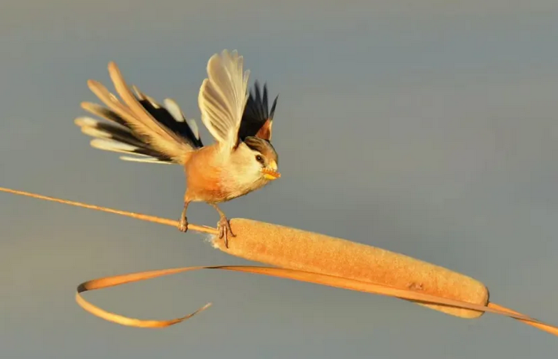春日觀鳥(niǎo)系列｜赴一場(chǎng)永定河畔的“銀鷗”春日芭蕾